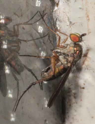 Dolichopus sp.